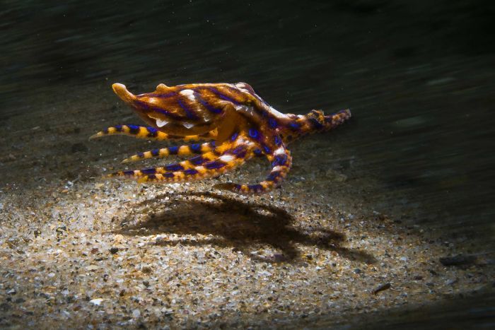 Photographer discovers beauty of night time miniature marine world