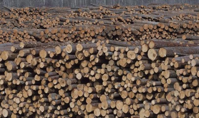 Forestry co. stocks tumble