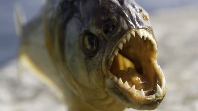 Jurassic-era piranha is world’s earliest flesh-eating fish