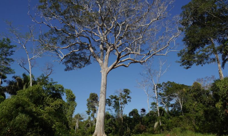A new leaf: the hardy trees reforesting the Amazon