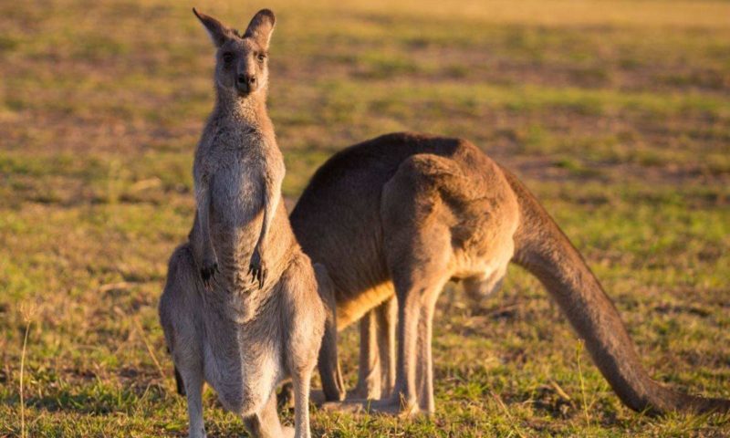 Kangaroo attacks couple in northeastern Australia, injures woman