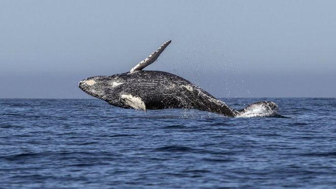 Japan ‘to leave whaling commission to resume hunting’