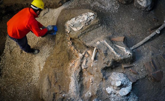 Pompeii horse found still wearing harness