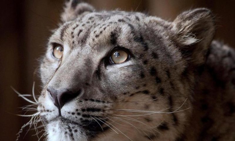 British Zoo Defends Decision to Kill Escaped Snow Leopard