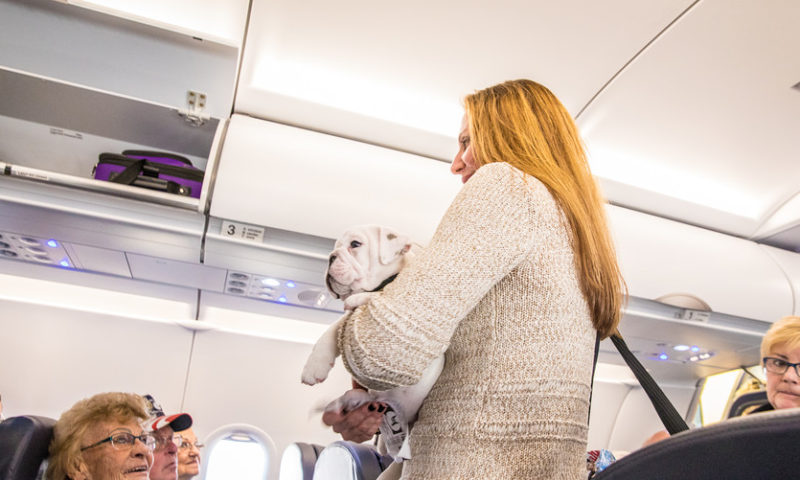 United Airlines: No more puppies on its planes