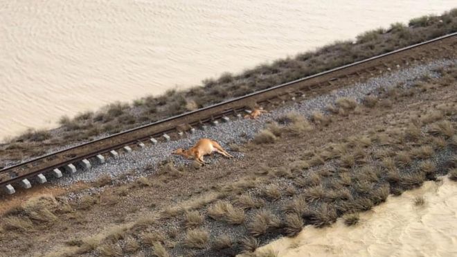 Australian farmers’ long road after mass cattle deaths