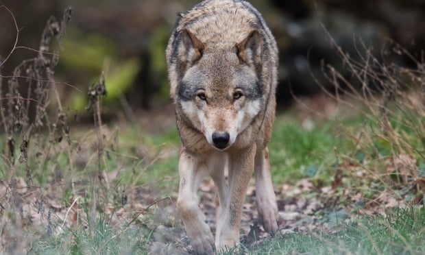 Return of wolves to Germany pits farmers against environmentalists