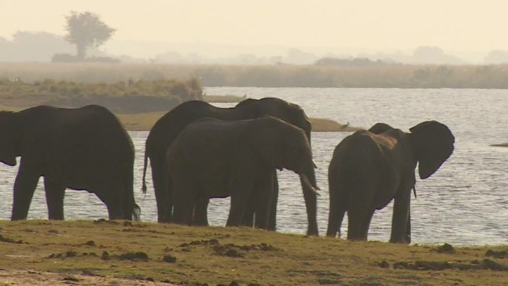 Botswana mulls lifting elephant hunting ban