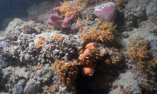 First coral reef in Italy discovered on Adriatic coast