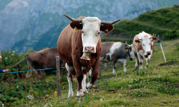 Austria to introduce rules for hikers after cow-trampling death