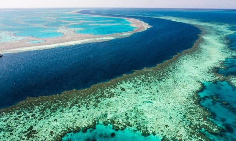 The Great Barrier Reef Struggles Amid Global Warming