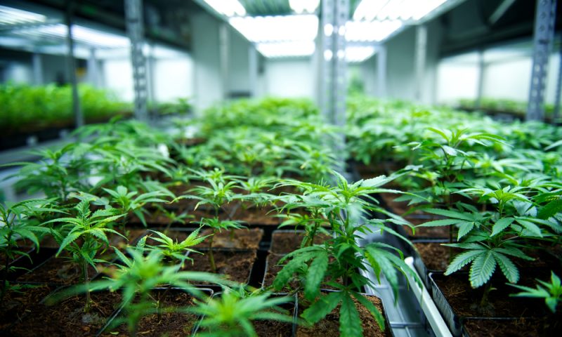 Equities Analysts Issue Forecasts for Tilray Inc’s Q2 2019 Earnings (NASDAQ:TLRY)