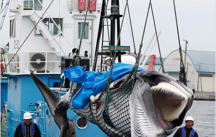 Japanese Whalers Bring Home 1st Commercial Catch in 31 Years