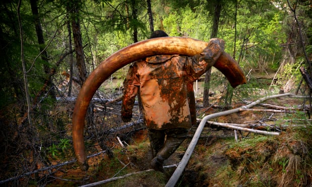Permafrost thaw sparks fear of ‘gold rush’ for mammoth ivory