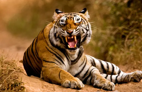 India’s wild tiger population rises 33% in four years