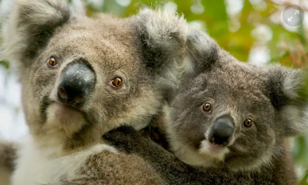 Koala and kangaroo culling considered as numbers become ‘overabundant’
