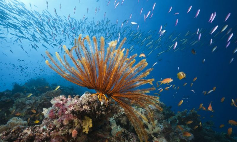 Great Barrier Reef’s Outlook Is ‘Very Poor’