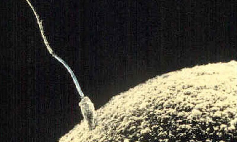 Flagship’s Ohana Biosciences debuts with sperm-focused fertility platform