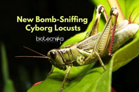 Cyborg Locusts – The Bomb-Sniffing Dogs Of The Future?