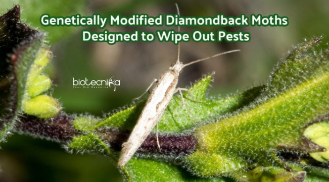 Fighting Wild Pests With Genetically Engineered Diamondback Moths