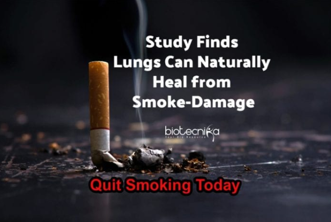 Study Finds Lungs Can Naturally Heal When Smokers Quit Smoking