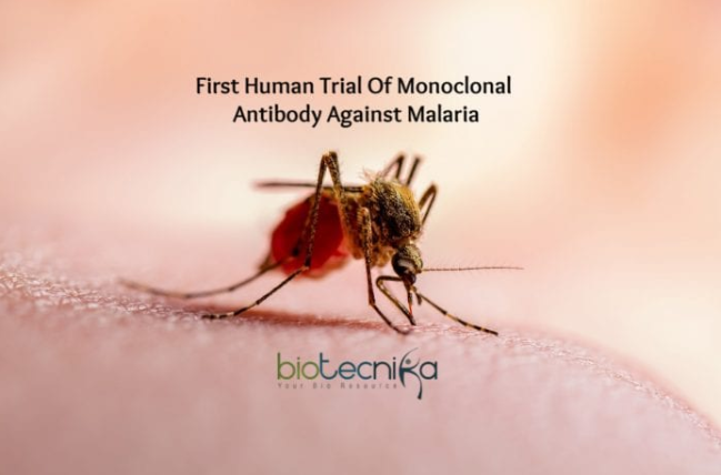 First Human Trial Of Monoclonal Antibody Against Malaria Is Underway