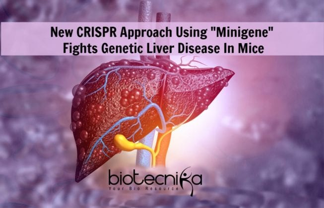 Combating Genetic Liver Diseases In Mice With CRISPR “Minigene”