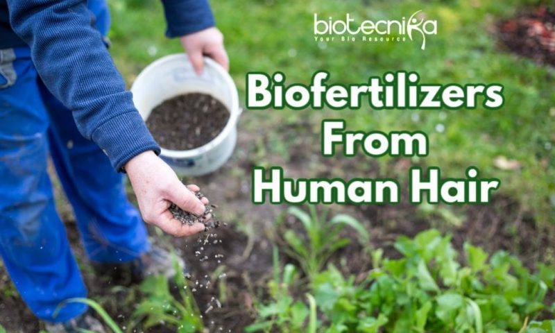 Bio Fertilizers Extracted From Human Hair