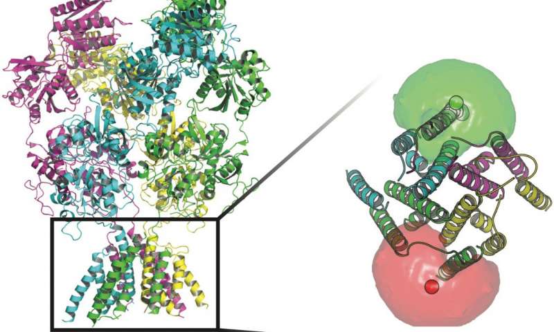 How electric fields affect a molecular twist within light-sensitive proteins