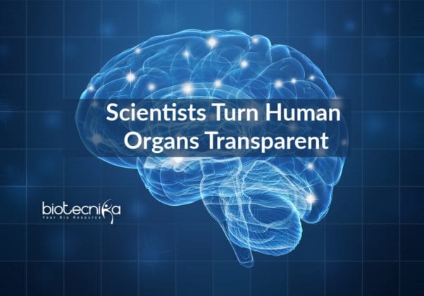Scientists Turn Human Organs Transparent To Study Cellular Structure