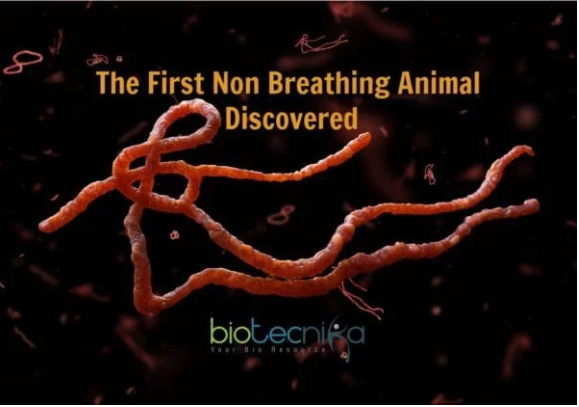 First Animal Ever That Does Not Breathe Discovered!
