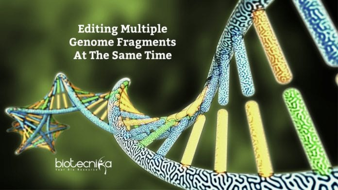 New System To Edit Multiple Genome Fragments Together