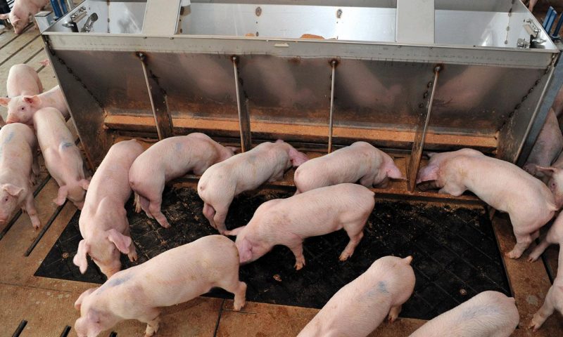 Researchers prove the ability to grow human-derived blood vessels in a pig