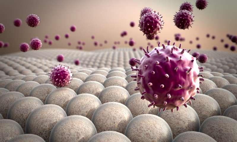 CAR macrophages can be used to effectively fight solid tumors