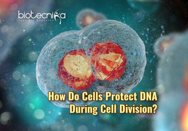 New Findings Suggest How DNA Is Safeguarded During Cell Division