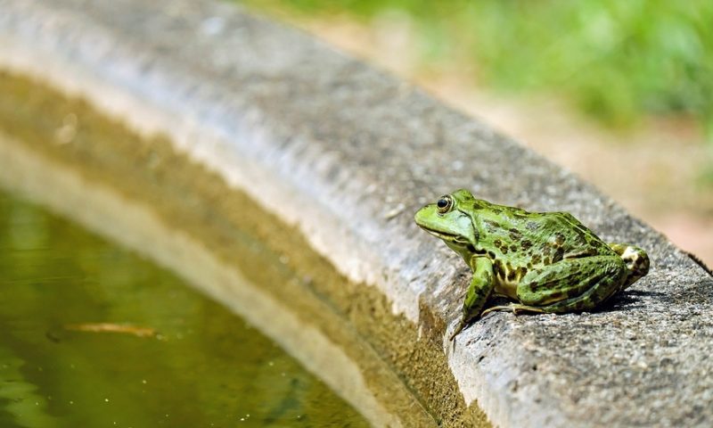 Tufts team repairs brain defects in frogs with ‘bioelectric’ drugs