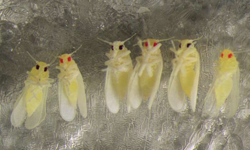 Gene-editing protocol for whitefly pest opens door to control