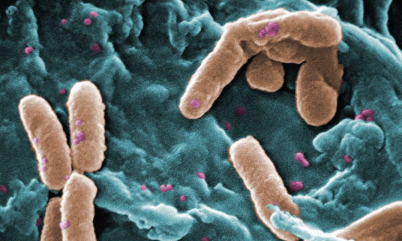 New Recombineering Method May Overcome Key Obstacle in Genetically Engineering Bacteria