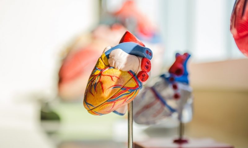ESC: MyoKardia’s mavacamten boosts heart function in phase 3, teeing up 2021 filing