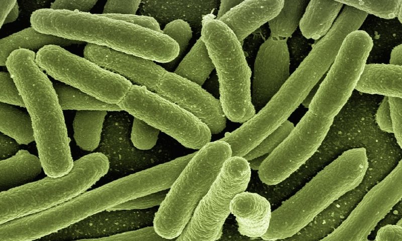 Federation Bio goes live with $50M to pursue microbial treatments