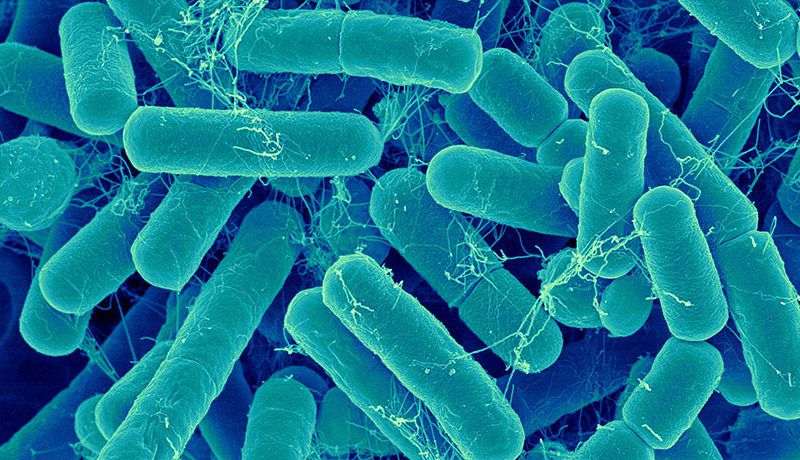 Researchers solve longstanding mystery about peculiar hybrid structures found in bacteria