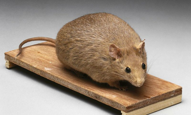 Obesity-related gene that controls cravings and exercise motivation in mice could inspire new therapies