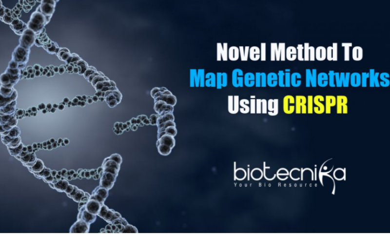 Using CRISPR To Map Genetic Networks – Easier Method!