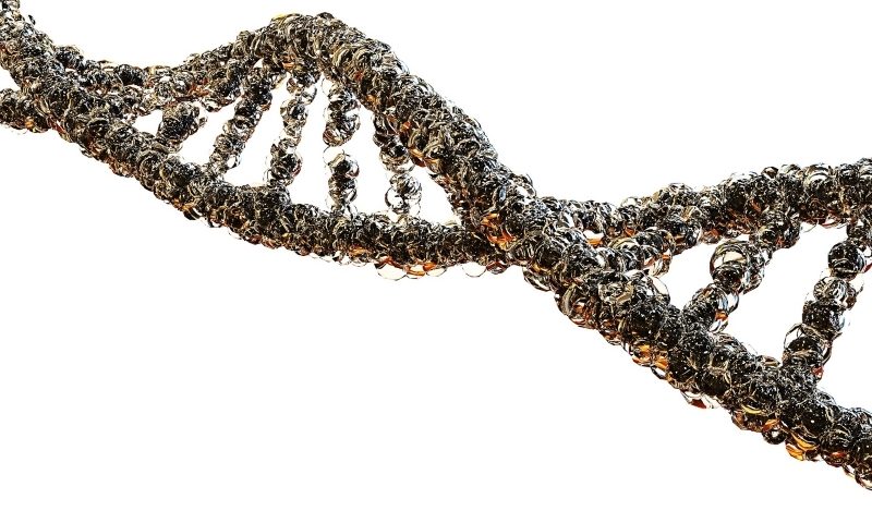 TALEN gene editing tool more efficient than CRISPR-Cas9 in compact DNA: study