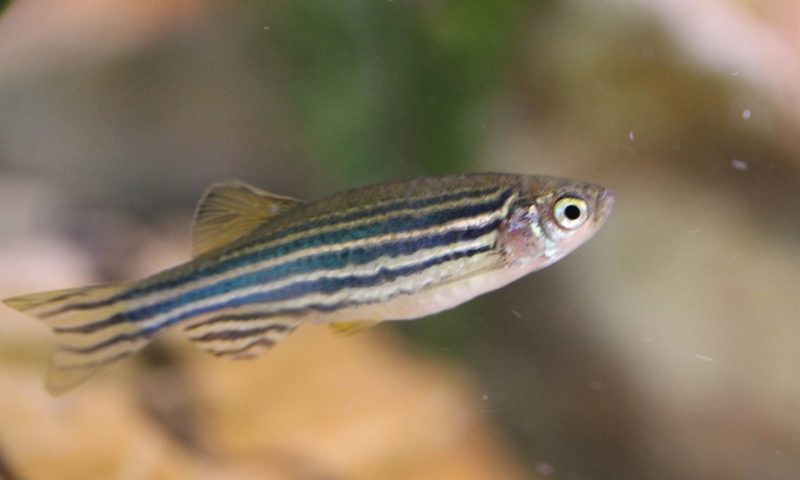 Zebrafish reveal regenerative protein that could inspire new treatments for muscle-wasting diseases and aging