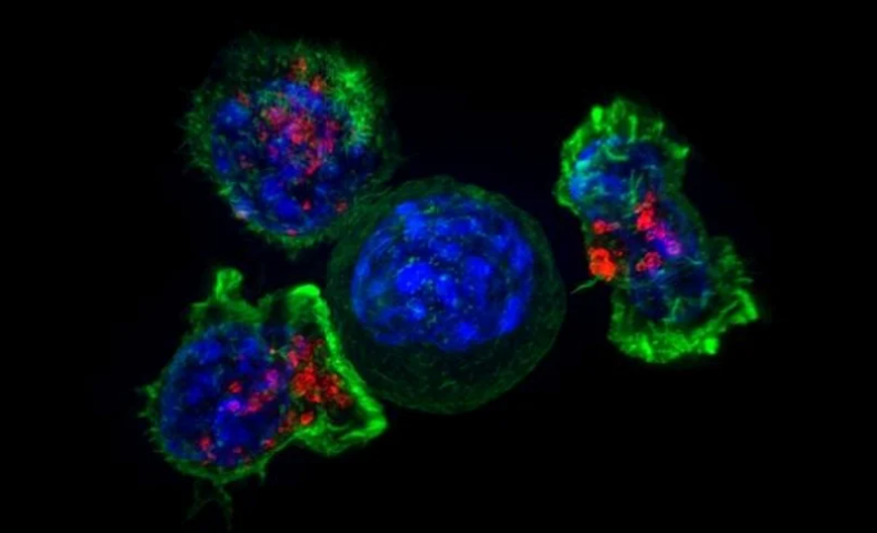 Amping up the immune system’s T cells to improve their cancer-killing prowess