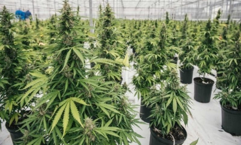 Aphria Inc. stock falls Tuesday, underperforms market