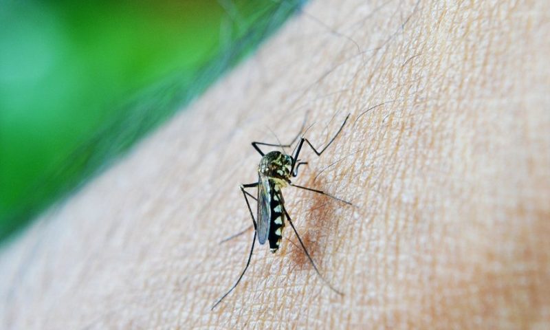 Oxford malaria vaccine hits WHO threshold for efficacy, plots larger trials