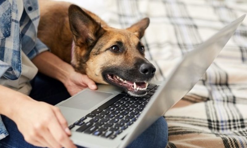 It’s a dog-eat-dog world: Elanco snaps up KindredBio for $440M