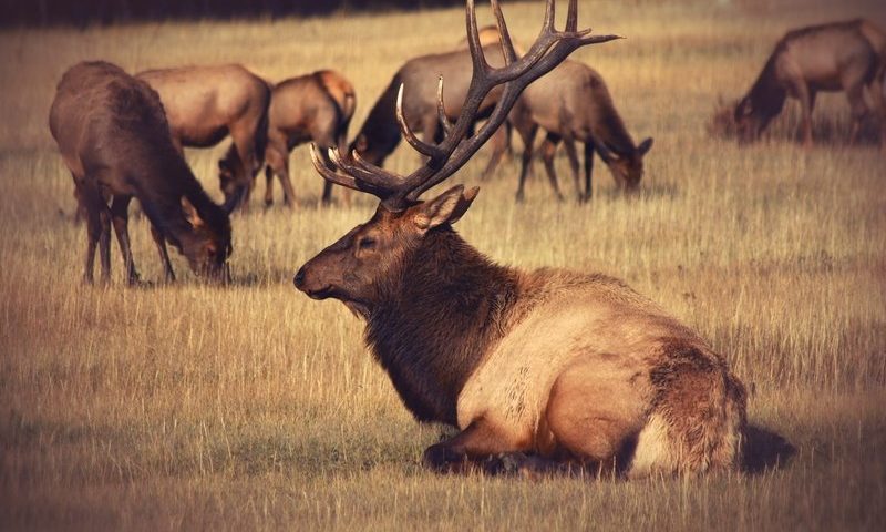 Caribou eyes $100M IPO as it aims off-the-shelf CAR-Ts at the clinic